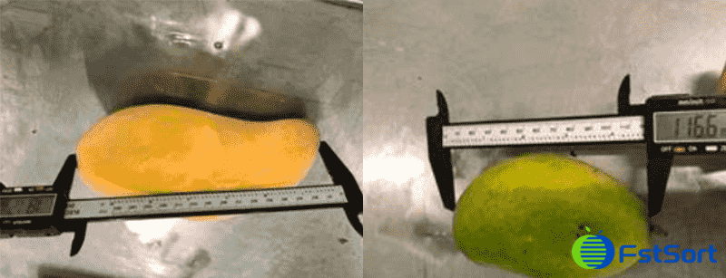 images/1754042936708mango sorting line.png